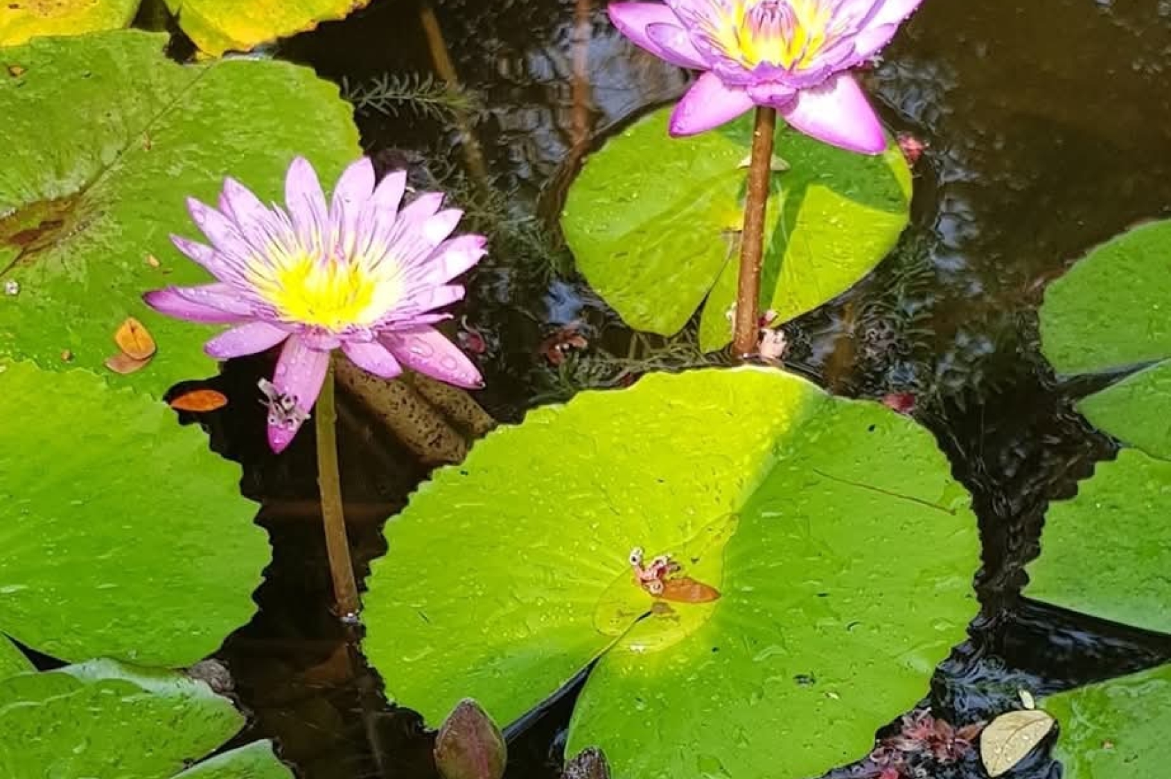 Chakra Breathing Meditation